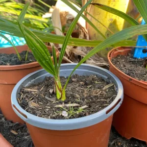 Banana plants - Image 3