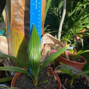 Banana plants - Image 4