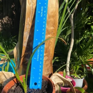 Banana plants - Image 5