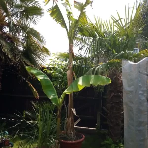 Banana plants