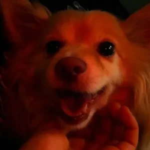 Beautiful gentle soft dog - ready to leave now... - Image 2