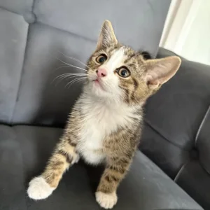 9-week-old tabby kitten - Image 2