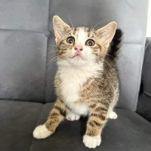 9-week-old tabby kitten - Image 3