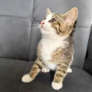 9-week-old tabby kitten - Image 4