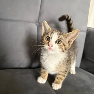 9-week-old tabby kitten - Image 5