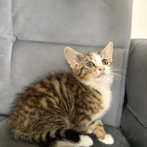9-week-old tabby kitten - Image 6
