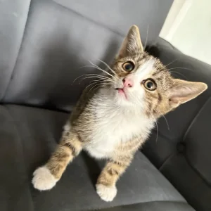 9-week-old tabby kitten