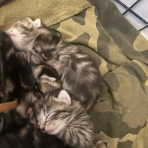 6-week-old ginger and tabby kitten mix - Image 2