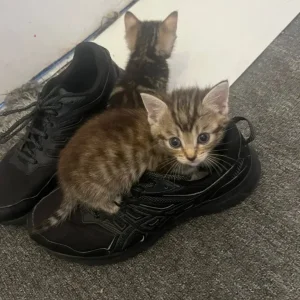 6-week-old ginger and tabby kitten mix - Image 4