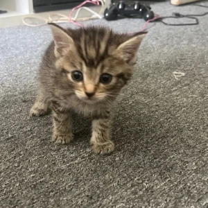 6-week-old ginger and tabby kitten mix - Image 5