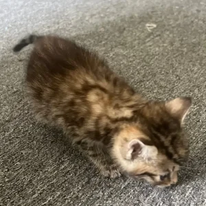 6-week-old ginger and tabby kitten mix - Image 6