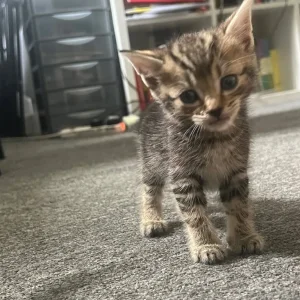 6-week-old ginger and tabby kitten mix - Image 7