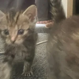 6-week-old ginger and tabby kitten mix - Image 8