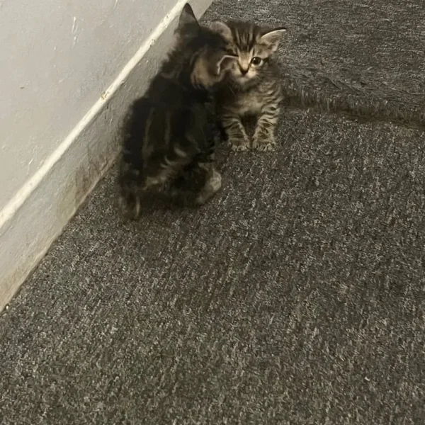 6-week-old ginger and tabby kitten mix