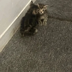 6-week-old ginger and tabby kitten mix