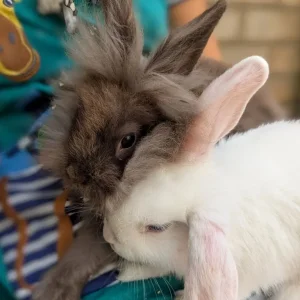 2 Pairs of 10-Week-Old Baby Rabbit Bucks - Image 2