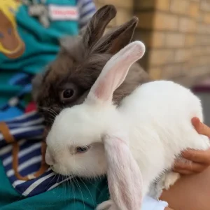 2 Pairs of 10-Week-Old Baby Rabbit Bucks - Image 3