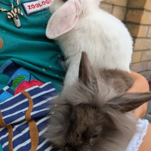 2 Pairs of 10-Week-Old Baby Rabbit Bucks - Image 4