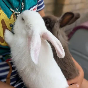 2 Pairs of 10-Week-Old Baby Rabbit Bucks - Image 5