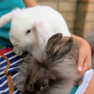 2 Pairs of 10-Week-Old Baby Rabbit Bucks - Image 6
