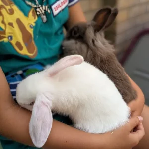 2 Pairs of 10-Week-Old Baby Rabbit Bucks - Image 7
