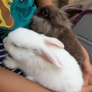 2 Pairs of 10-Week-Old Baby Rabbit Bucks - Image 8