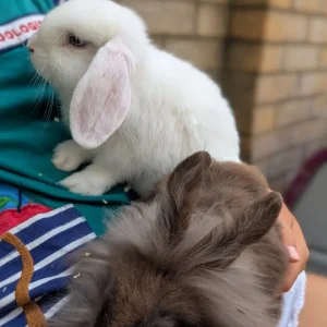 2 Pairs of 10-Week-Old Baby Rabbit Bucks