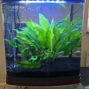 Fish tank