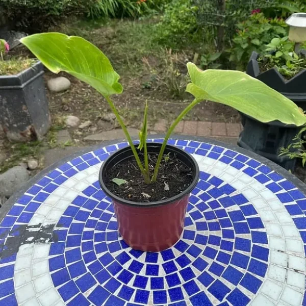 Calla Lily plant (White)