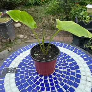 Calla Lily plant (White)