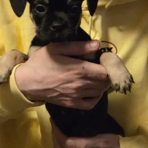 4 Zucon x Frenchie Puppies. Ready to go - Image 3