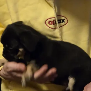 4 Zucon x Frenchie Puppies. Ready to go - Image 4