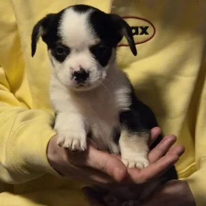4 Zucon x Frenchie Puppies. Ready to go - Image 7