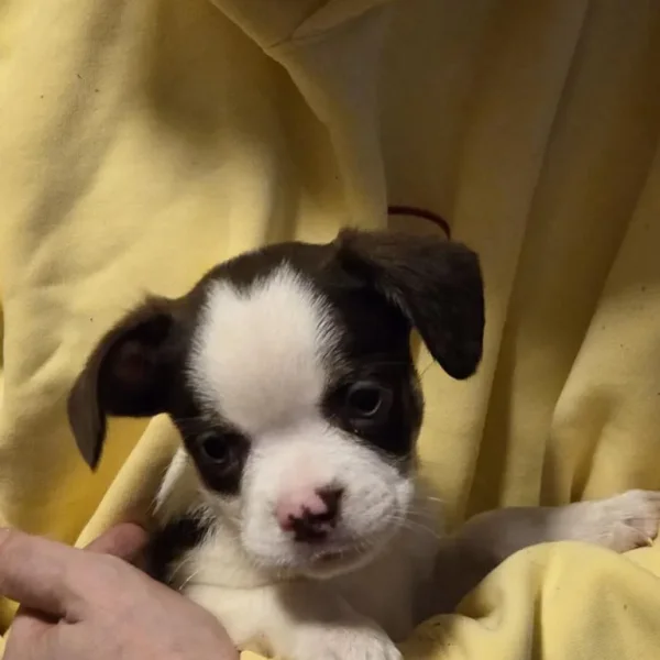 4 Zucon x Frenchie Puppies. Ready to go