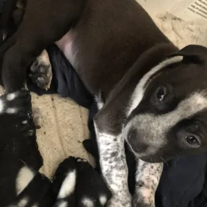 3 eight-week-old female staffies - Image 2