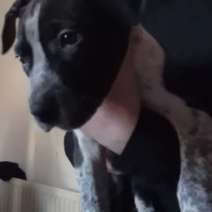 3 eight-week-old female staffies - Image 3