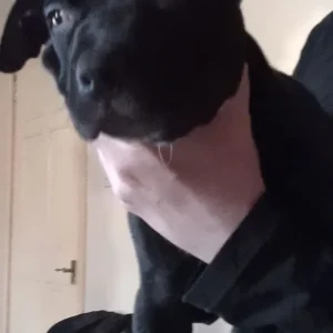 3 eight-week-old female staffies - Image 4