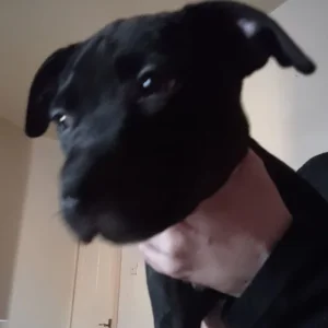 3 eight-week-old female staffies - Image 5
