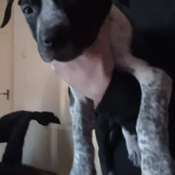 3 eight-week-old female staffies