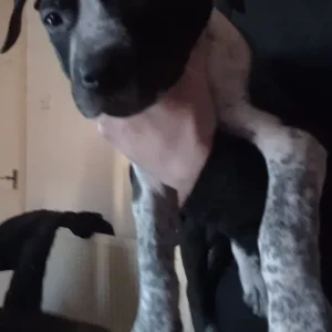3 eight-week-old female staffies