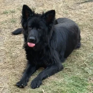 Female dog - Image 2