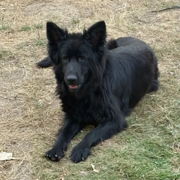Female dog