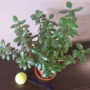 5-year-old Jade plant (Money plant) - Image 2