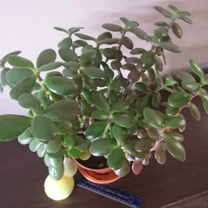 5-year-old Jade plant (Money plant) - Image 3