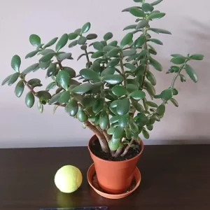 5-year-old Jade plant (Money plant)