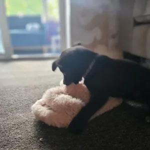 Border collie cross kelpie puppies - Image 3