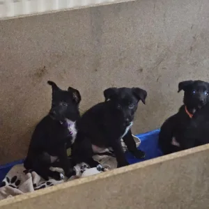 Border collie cross kelpie puppies - Image 4