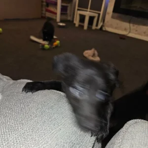 Border collie cross kelpie puppies - Image 5