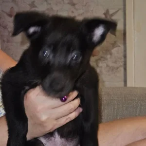 Border collie cross kelpie puppies