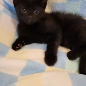 Kittens Ready Now - Image 2